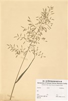 藏品(禾本科)的圖片